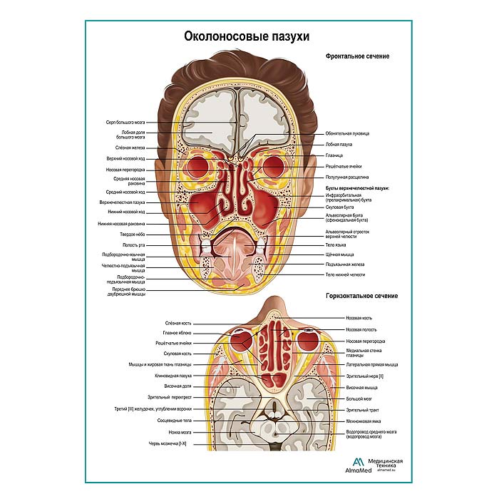Придаточные пазухи носа плакат глянцевый А1+/А2+