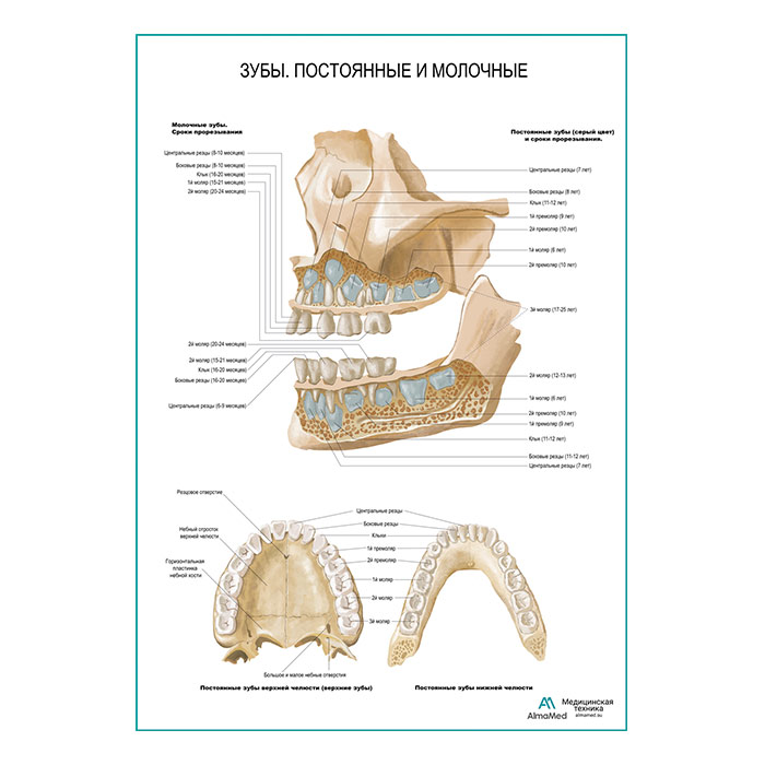 Зубы постоянные и молочные плакат глянцевый А1+/А2+