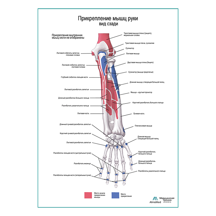 Прикрепление мышц руки. Вид сзади плакат глянцевый А1+/А2+