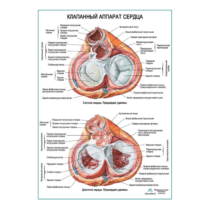 Клапанный аппарат сердца плакат глянцевый А1+/А2+