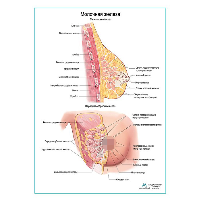 Молочная железа, строение плакат глянцевый А1+/А2+