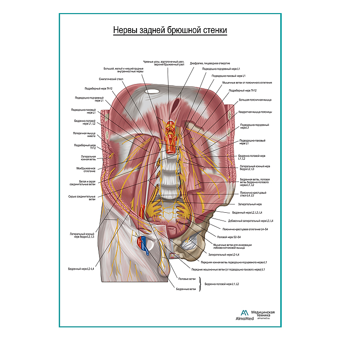 Нервы задней брюшной стенки плакат глянцевый А1+/А2+