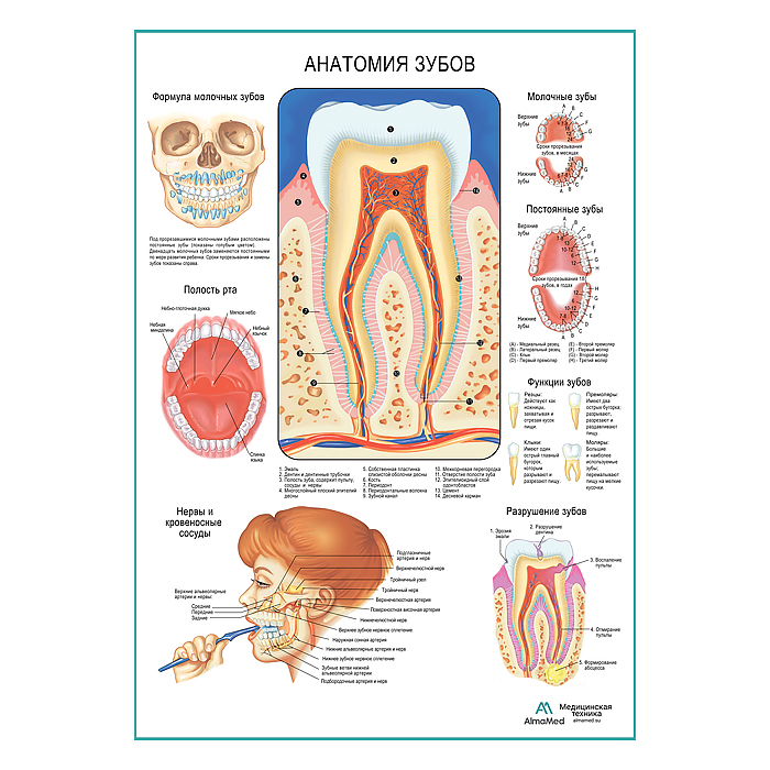 Анатомия зубов, плакат глянцевый А1+/А2+