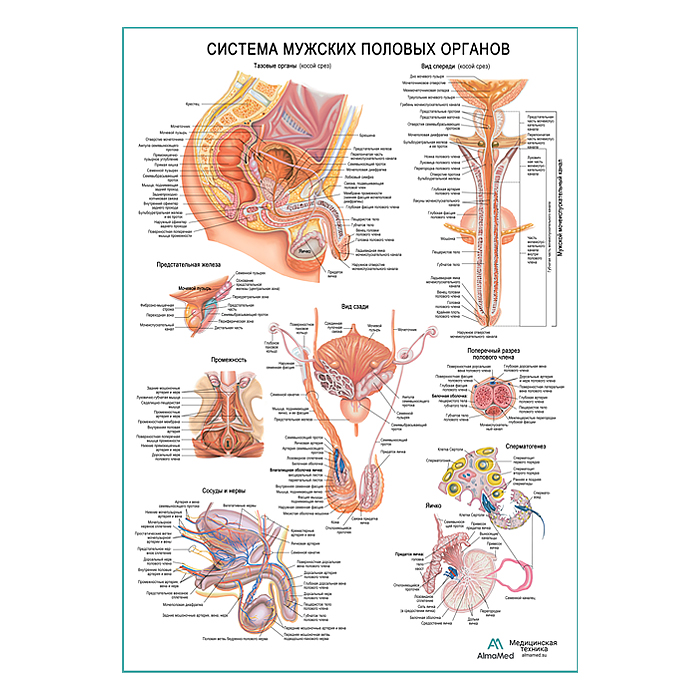 Система мужских половых органов, плакат глянцевый А1+/А2+
