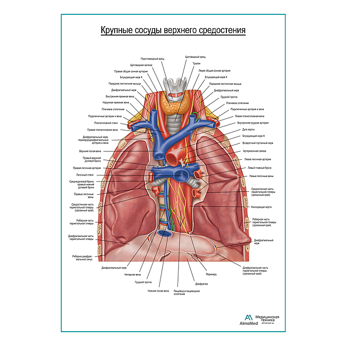 Крупные сосуды средостения плакат глянцевый А1+/А2+