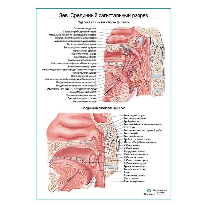 Зев. Срединный сагиттальный разрез плакат глянцевый А1+/А2+