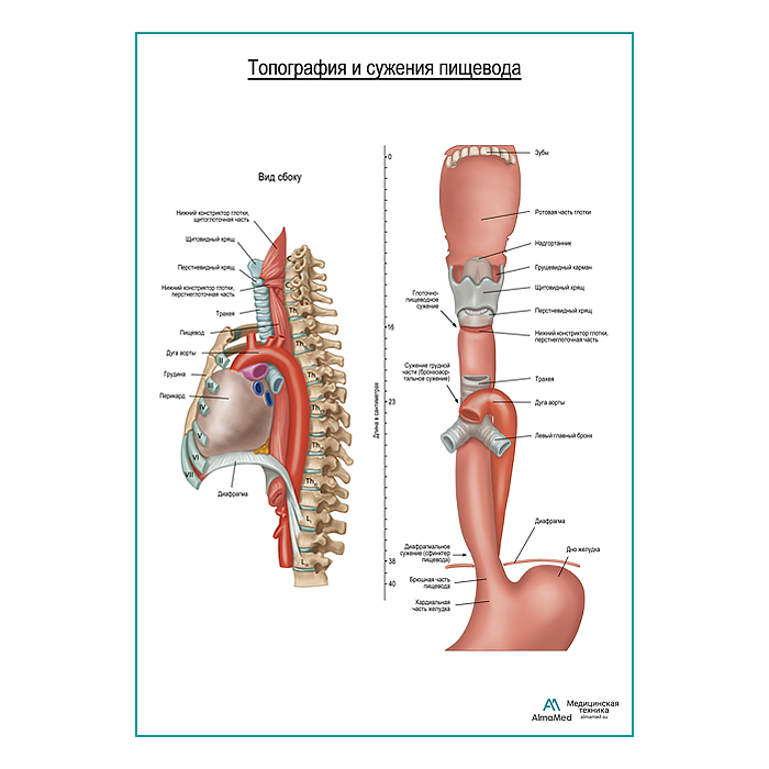 Топография и сужения пищевода плакат глянцевый  А1+/А2+