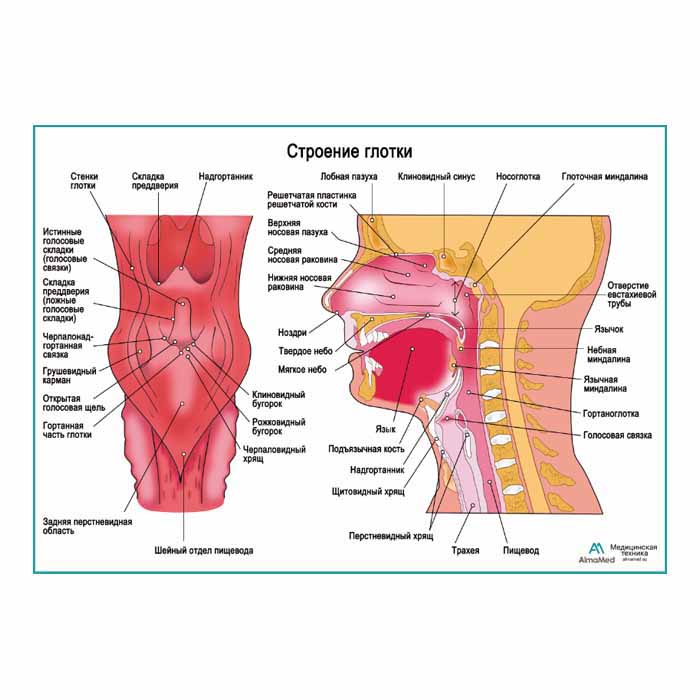 Строение глотки, плакат глянцевый  А1+/А2+
