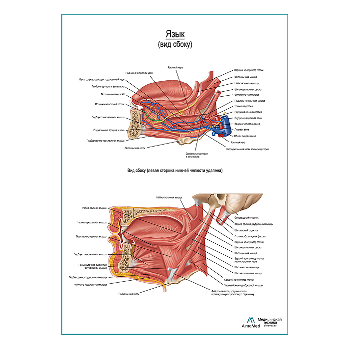 Язык, вид сбоку, плакат глянцевый  А1+/А2+
