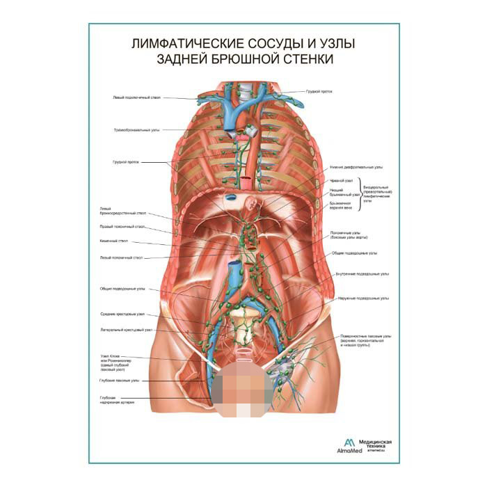 Лимфатические сосуды и узлы задней брюшной стенки плакат глянцевый А1+/А2+