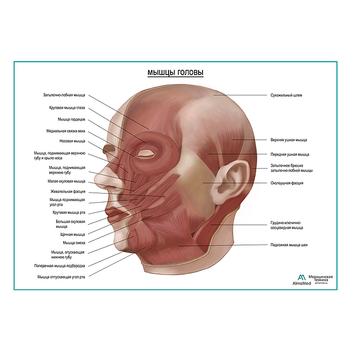 Мышцы головы, плакат глянцевый А1+/А2+