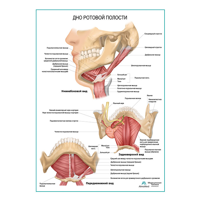 Дно ротовой полости плакат глянцевый А1+/А2+