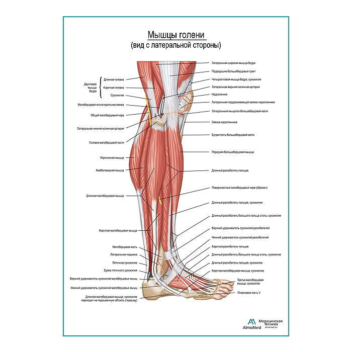 Мышцы голени и стопы, вид сбоку плакат глянцевый А1+/А2+