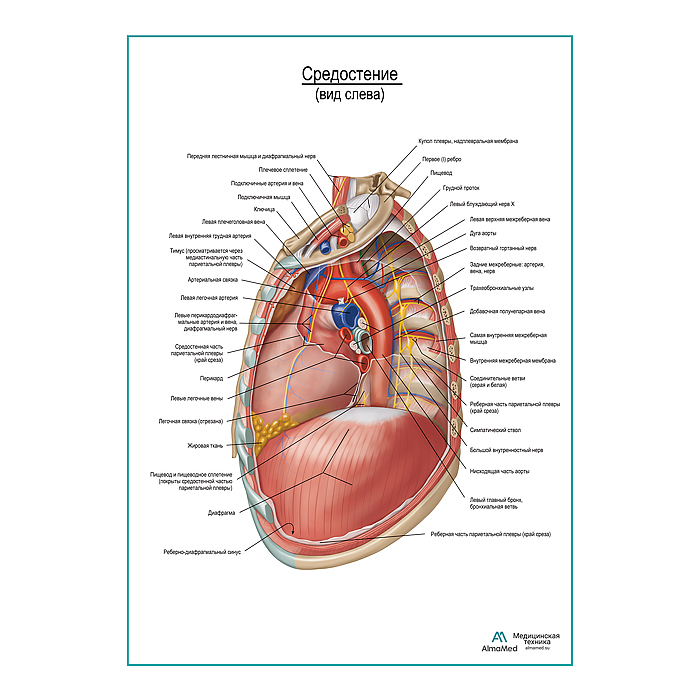 Средостение. Левый боковой вид плакат глянцевый А1+/А2+