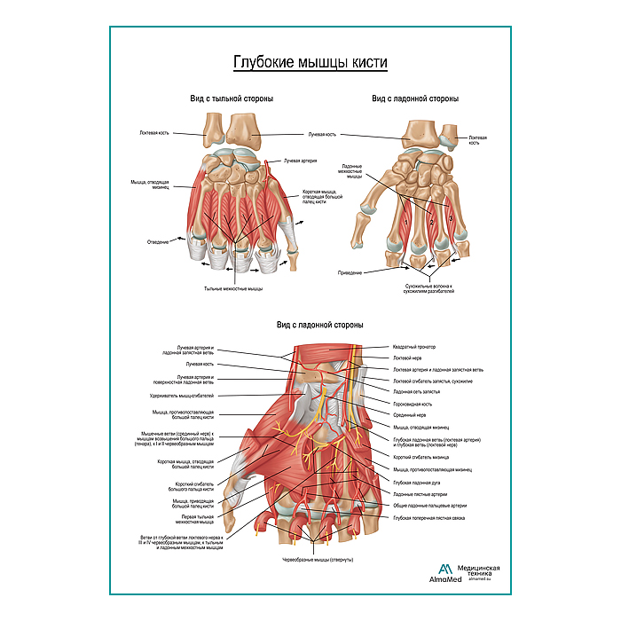 Мышцы кисти плакат глянцевый А1+/А2+