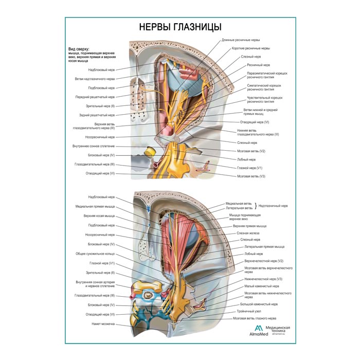 Нервы глазницы плакат глянцевый А1+/А2+