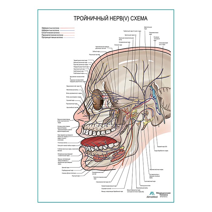 Тройничный нерв (V). Схема плакат глянцевый А1+/А2+