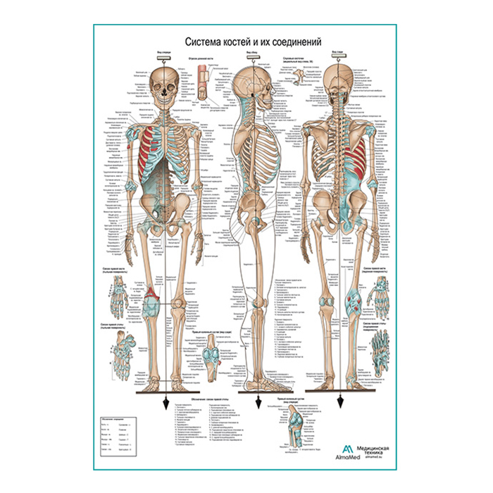 Система костей и их соединений (скелет человека), плакат глянцевый А1+/А2+