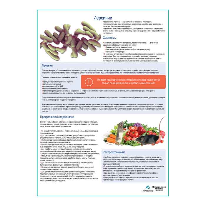 Иерсинии медицинский плакат А1+/A2+