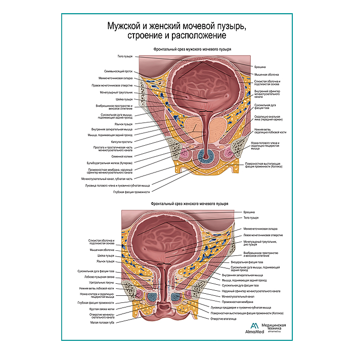 Мочевой пузырь, строение и расположение плакат глянцевый А1+/А2+