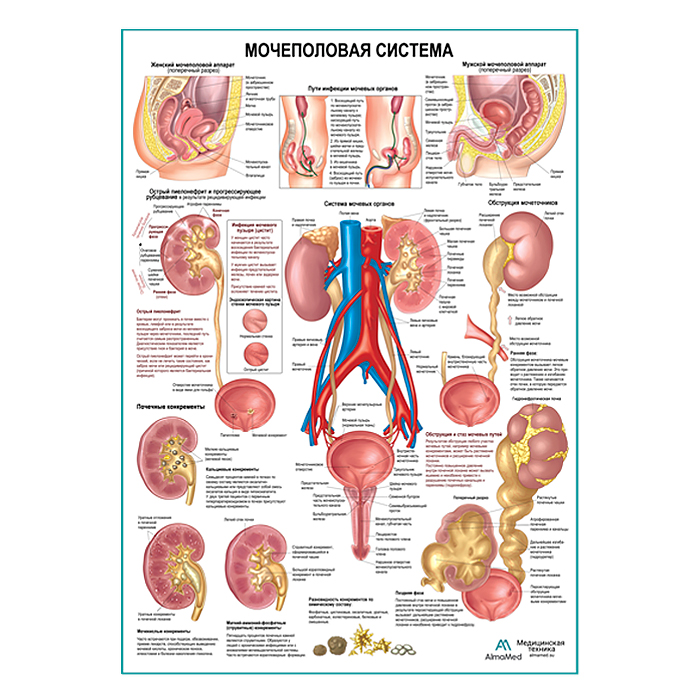 Мочеполовая система, плакат глянцевый А1+/А2+