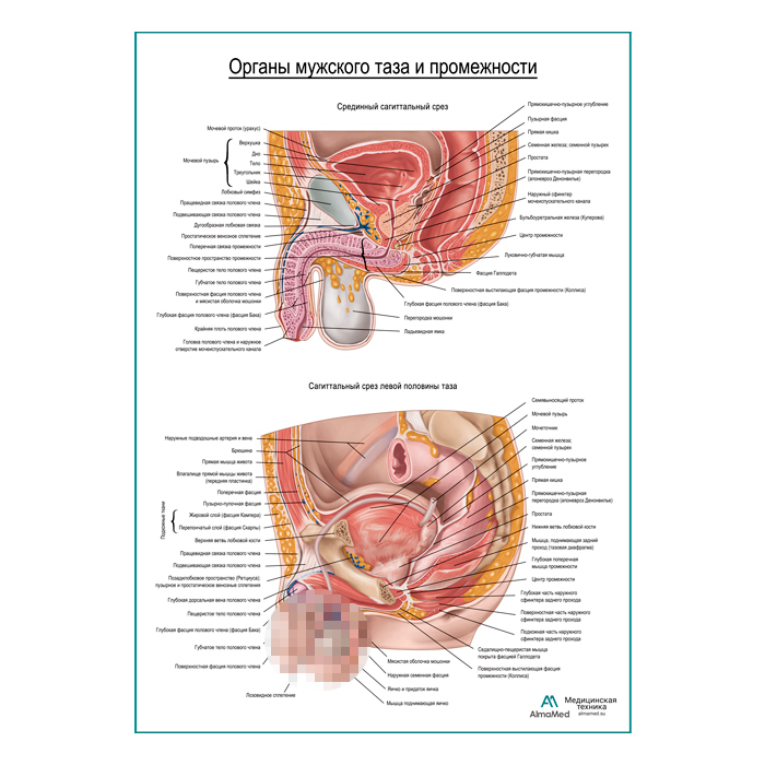 Органы мужского таза и промежности плакат глянцевый А1+/А2+