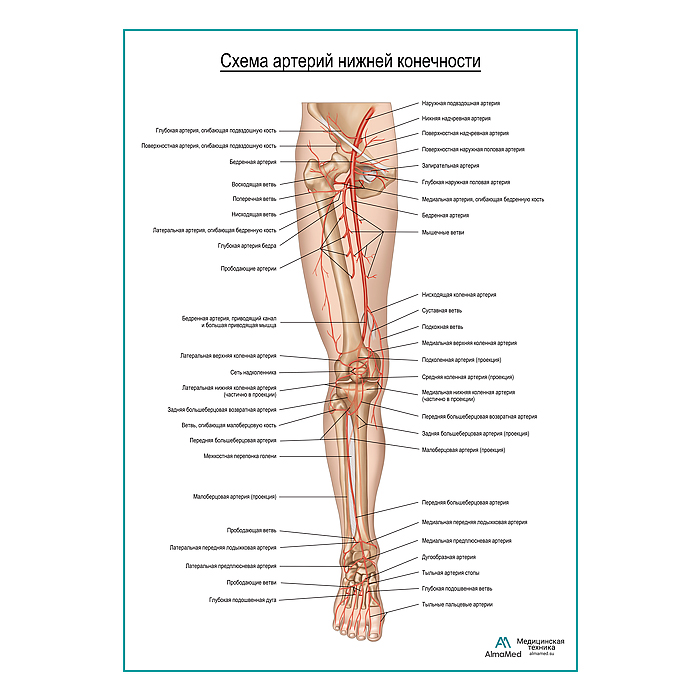 Артерии нижней конечности плакат глянцевый А1+/А2+