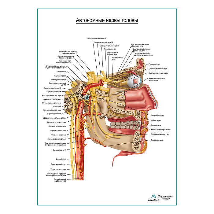 Автономные нервы головы плакат глянцевый А1+/А2+