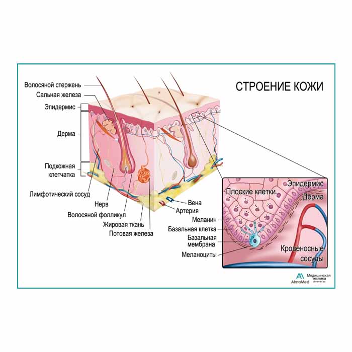 Строение кожи, плакат глянцевый А1+/А2+