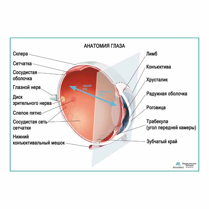Анатомия глаза, плакат глянцевый А1+/А2+