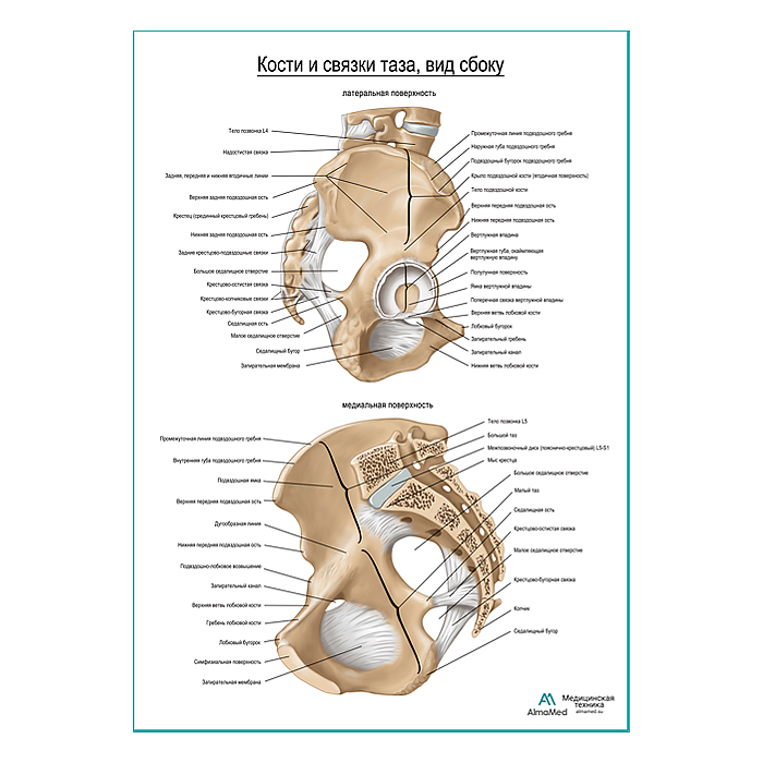 Кости и связки таза продолжение плакат глянцевый А1+/А2+
