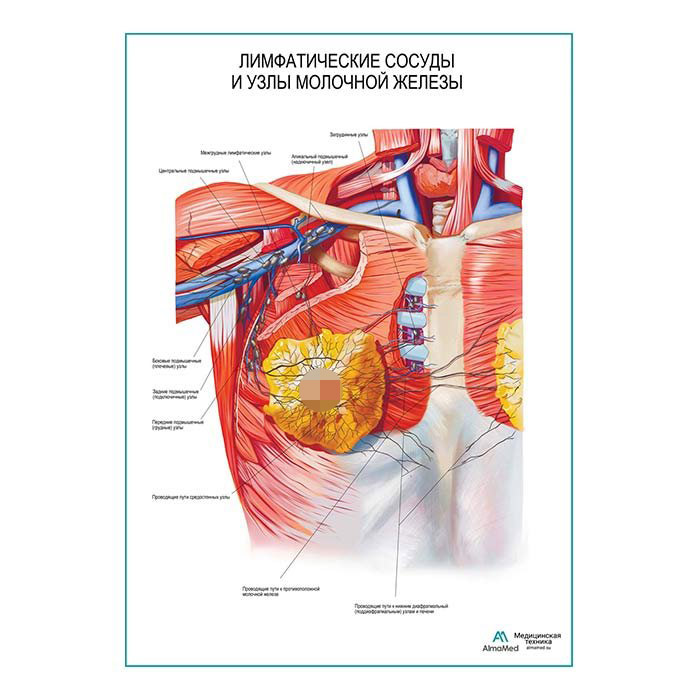 Лимфатические сосуды и узлы молочной железы плакат глянцевый А1+/А2+