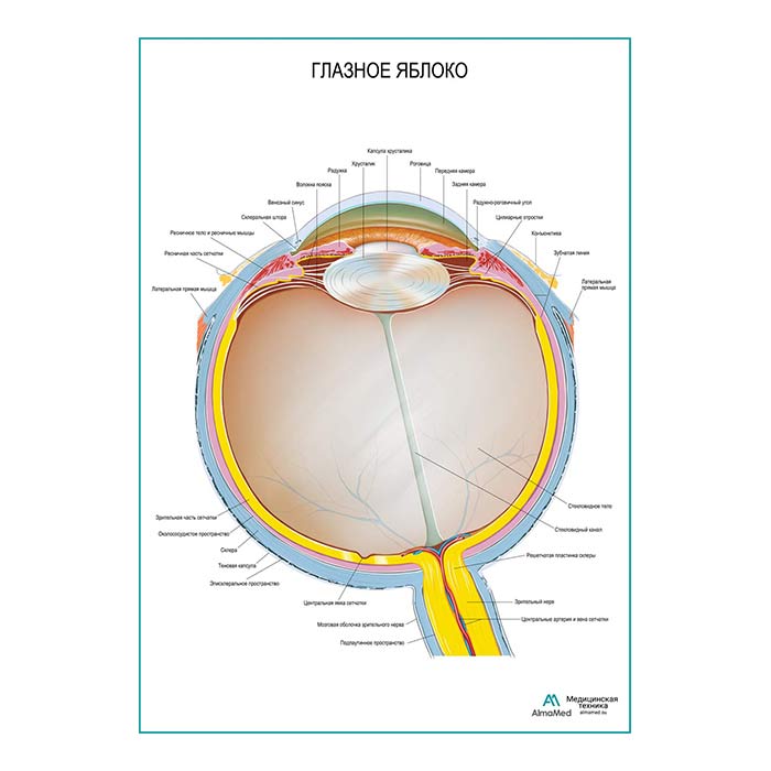 Глазное яблоко плакат глянцевый А1+/А2+