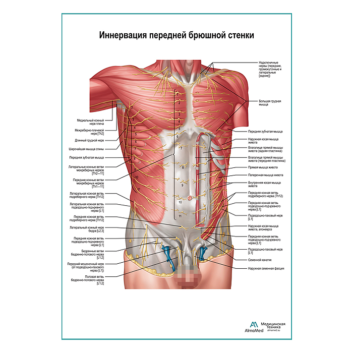 Нервы передней брюшной стенки плакат глянцевый А1+/А2+