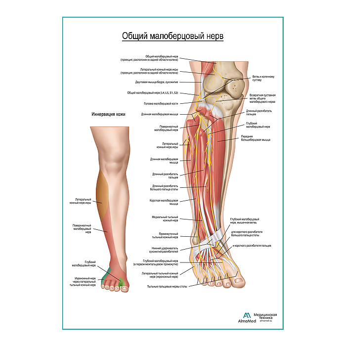 Общий малоберцовый нерв плакат глянцевый А1+/А2+