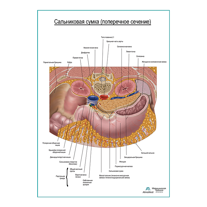 Сальниковая сумка. Поперечное сечение плакат глянцевый  А1+/А2+