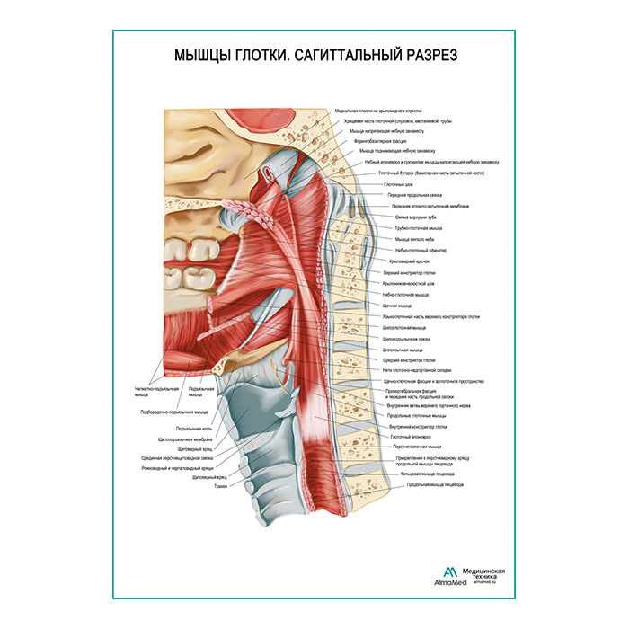 Мышцы глотки. Сагиттальный разрез плакат глянцевый А1+/А2+