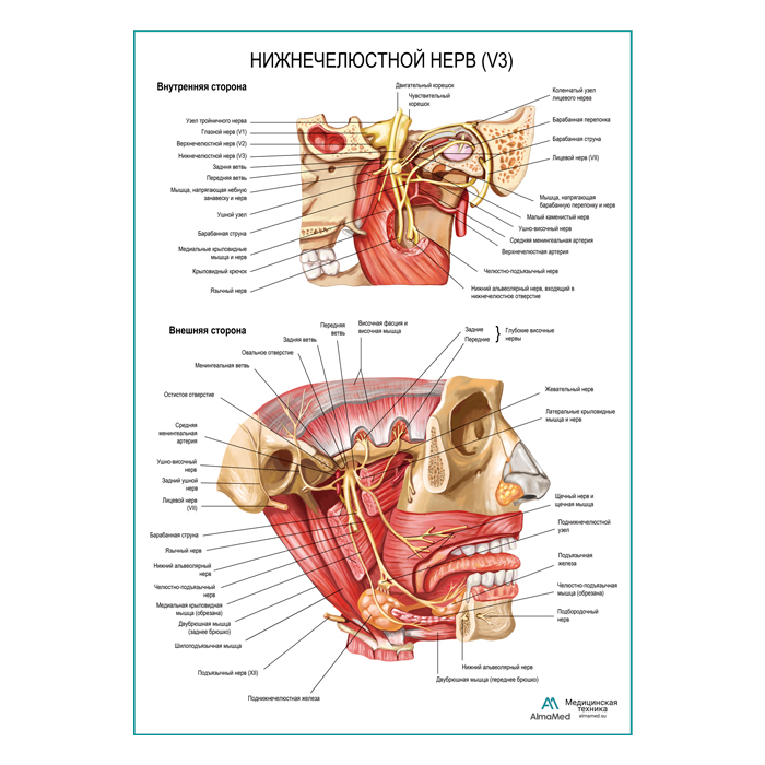 Нижнечелюстной нерв плакат глянцевый А1+/А2+