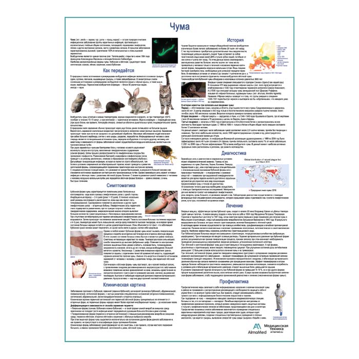 Чума, медицинский плакат А1+/А2+