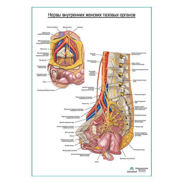 Нервы внутренних женских тазовых органов плакат глянцевый А1+/А2+