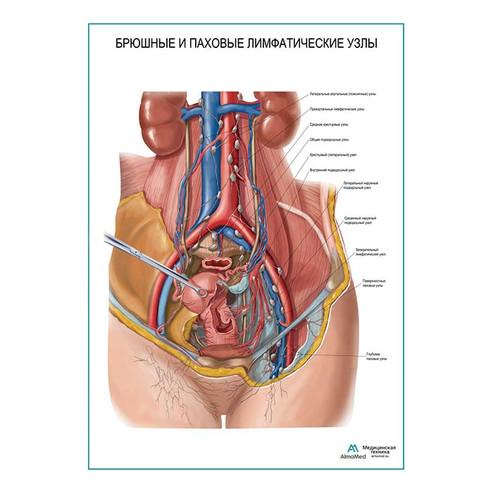 Брюшные и паховые лимфатические узлы плакат глянцевый А1+/А2+