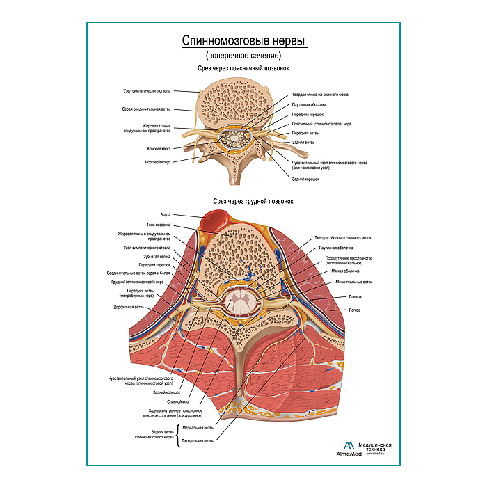 Спинномозговые нервы поперечное сечение плакат глянцевый А1+/А2+