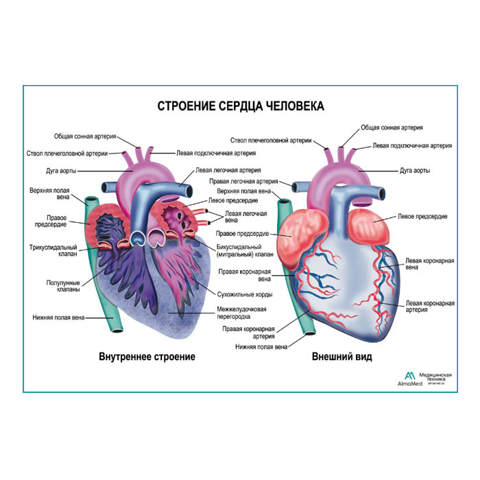 Строение сердца человека, плакат глянцевый А1+/А2+