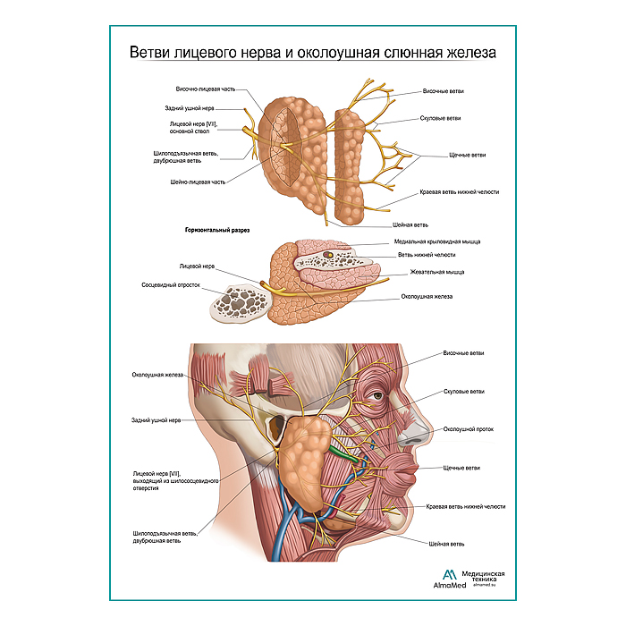 Ветви лицевого нерва и околоушная железа плакат глянцевый А1+/А2+