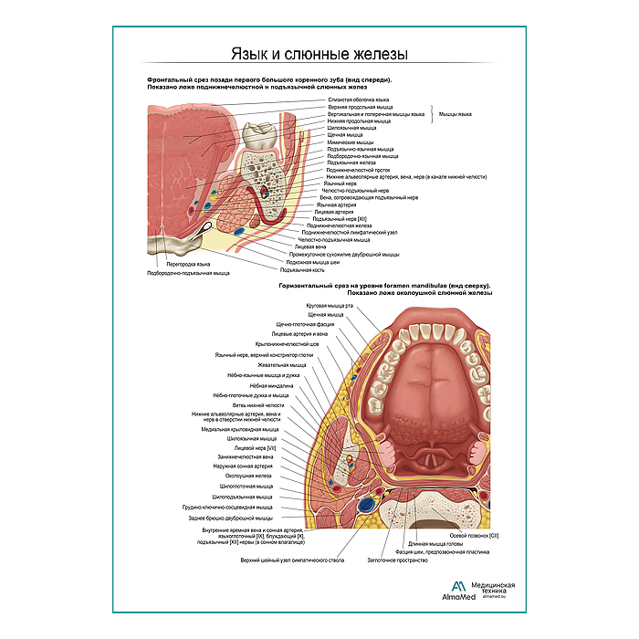 Язык, слюнные железы. Строение, расположение плакат глянцевый  А1+/А2+