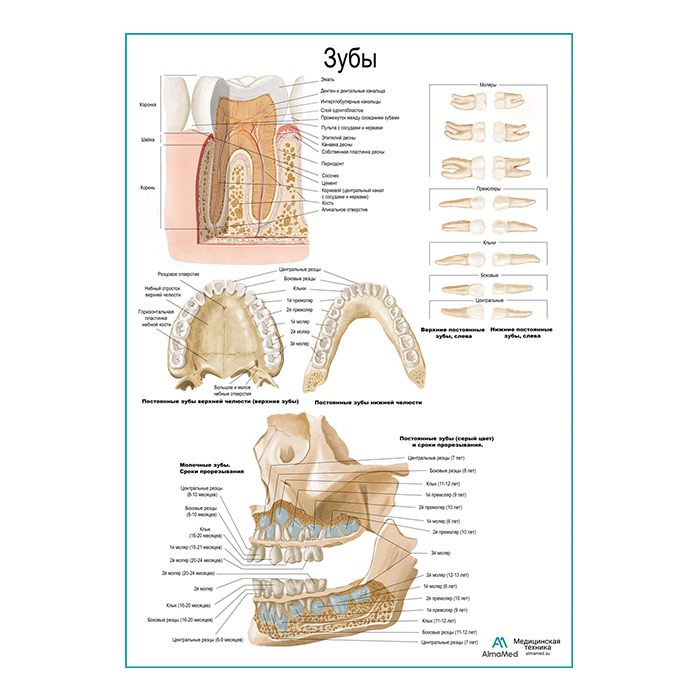 Зуб, строение, расположение плакат глянцевый А1+/А2+