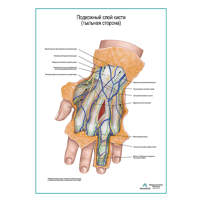 Подкожный слой кисти плакат глянцевый А1+/А2+