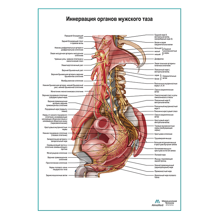 Нервы брюшной полости и таза мужчины плакат глянцевый А1+/А2+