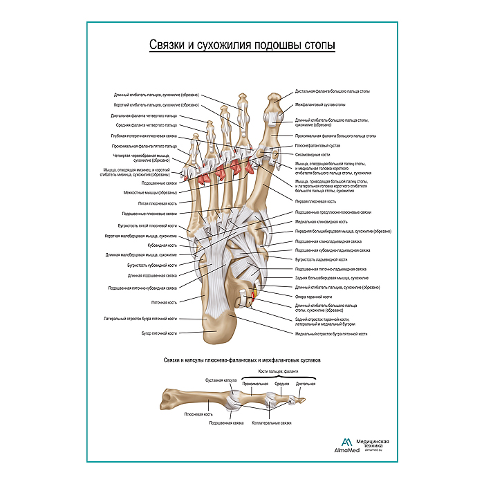 Связки и сухожилия подошвы стопы плакат глянцевый А1+/А2+