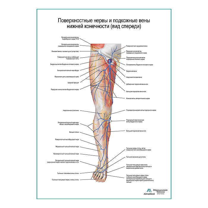 Поверхностные нервы и подкожные вены ноги: вид спереди плакат А1+/А2+